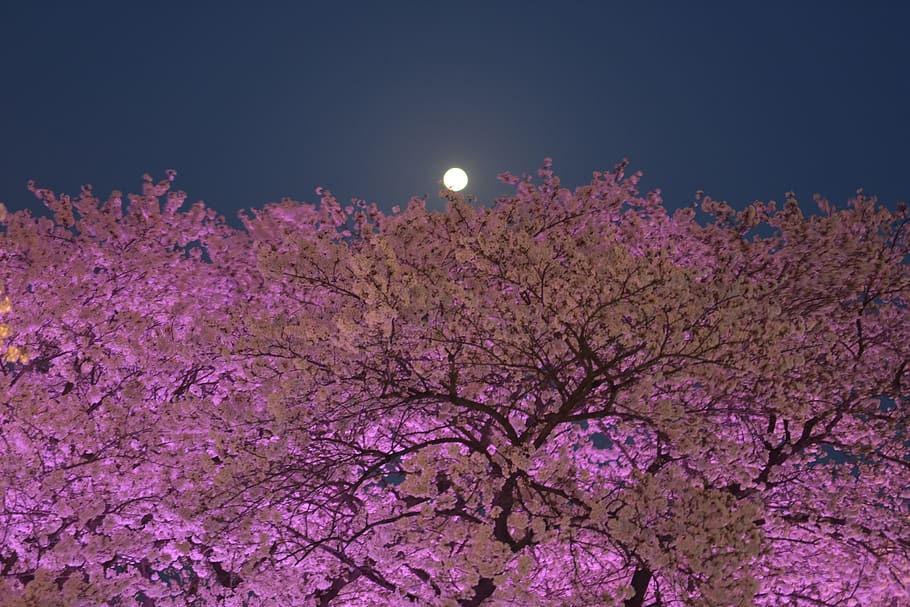 cherryblossom, south korea, daegu, moon, moonlight, full moon, HD wallpaper