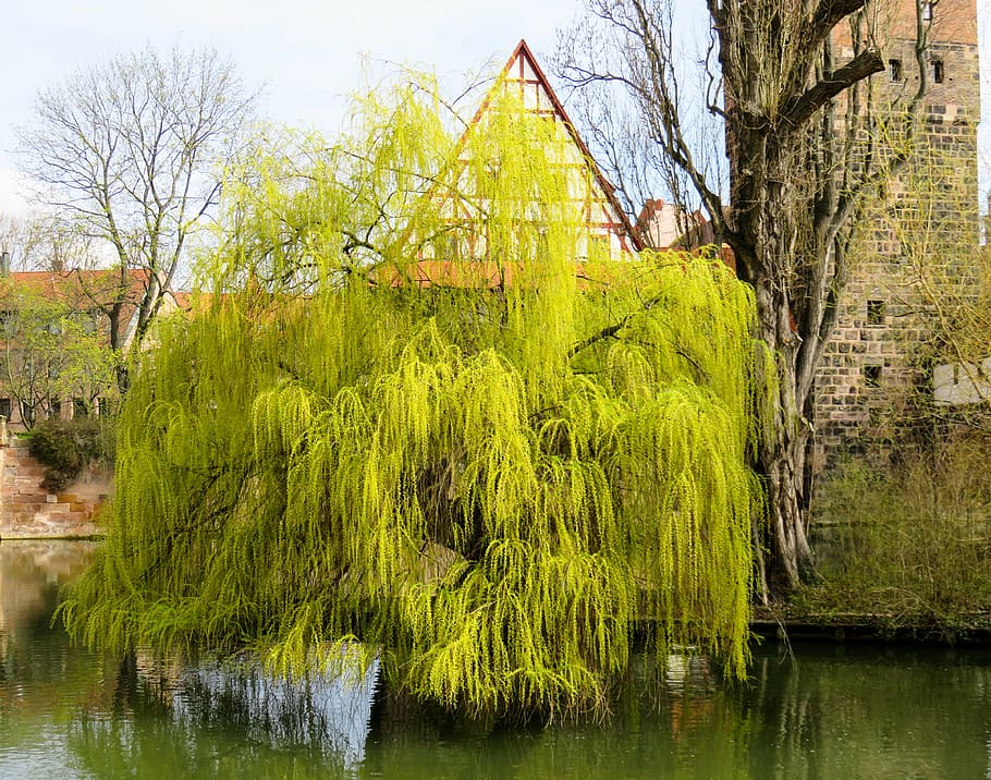 green leafed tree on body of water, pasture, weeping willow, spring jewelry