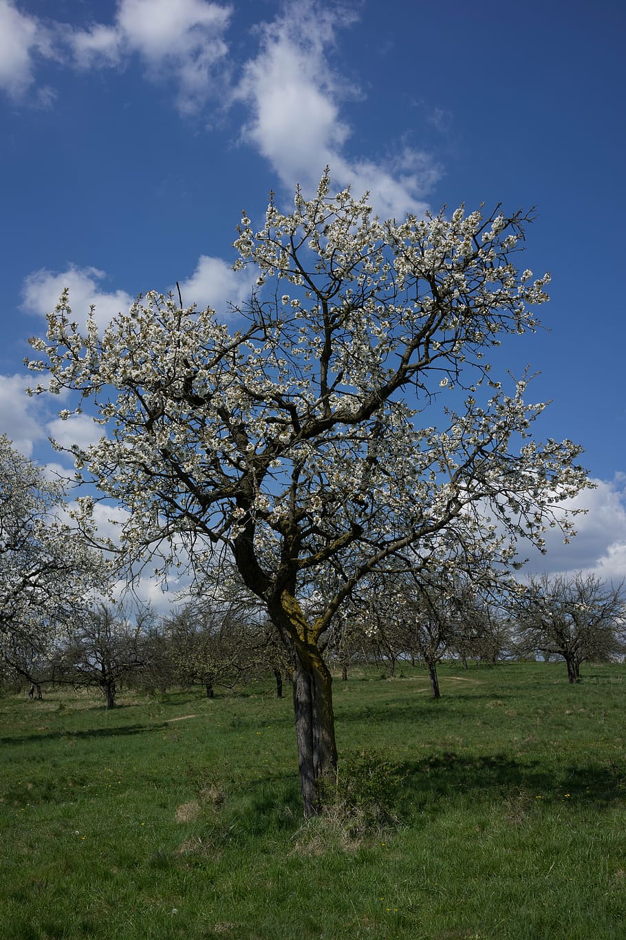 spring, tree, flower, country, the sky, the clouds, priroda, HD wallpaper