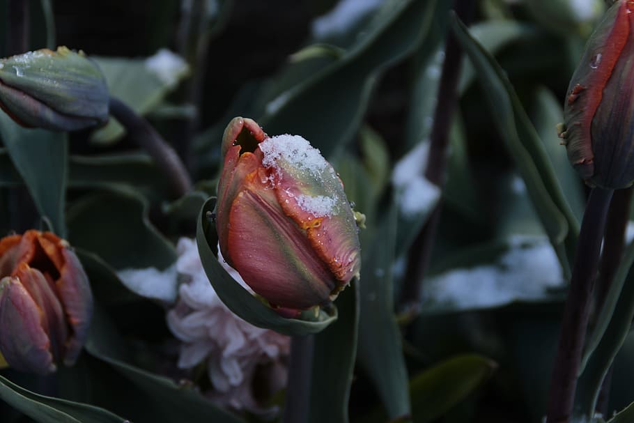 flower, nature, leaf, flora, outdoors, spring, snow, cold, warm HD wallpaper
