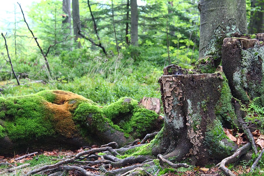 forest, moss, tree, plant, growth, trunk, tree trunk, land HD wallpaper