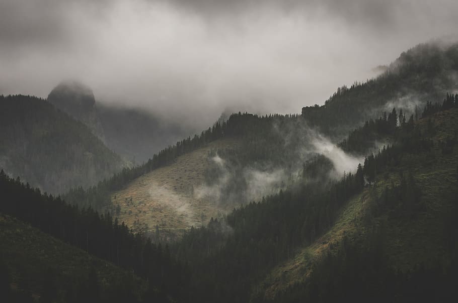 mountain covered on fog, lush land formation photo during foggy day, HD wallpaper