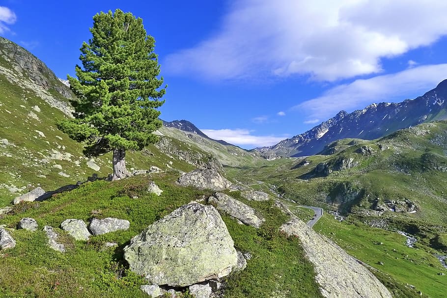 Tree, Pass, Alpine, Mountains, graubünden, forest border, dream landscape HD wallpaper