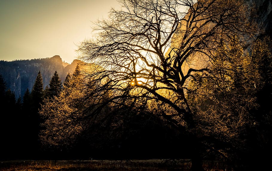 beautiful, cold, dead tree, glow, light, sunset, winter, yellow HD wallpaper