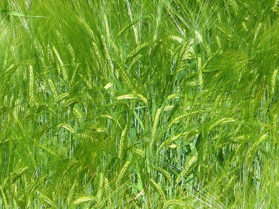 Wheat, Cereals, Spike, Grain, Rye, wheat field, cornfield, nature HD wallpaper