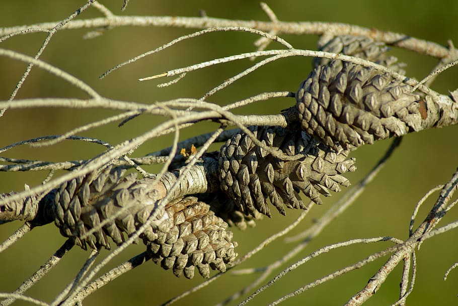 pine, pinecone, dead tree, hemang patel, close-up, no people HD wallpaper