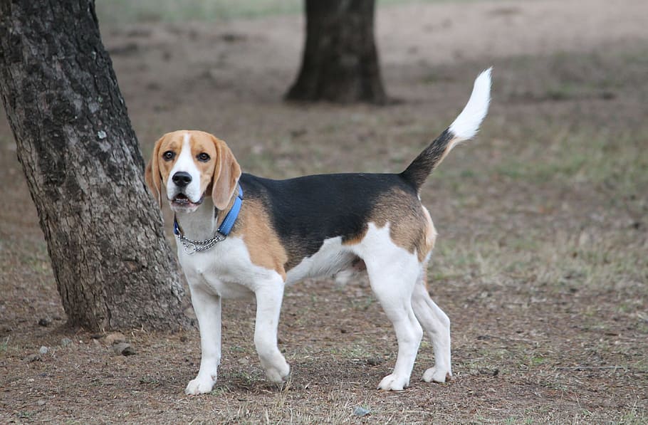 dog, beagle, pose medium, tan, black, white, pet, park animal HD wallpaper