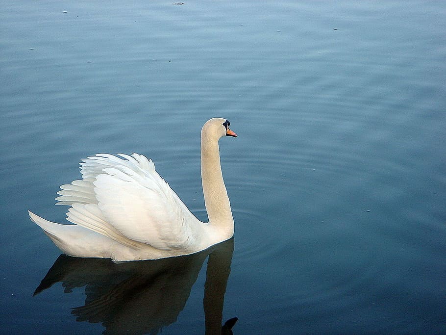 Swan, Pond, Surface, White, blue, one animal, animals in the wild HD wallpaper