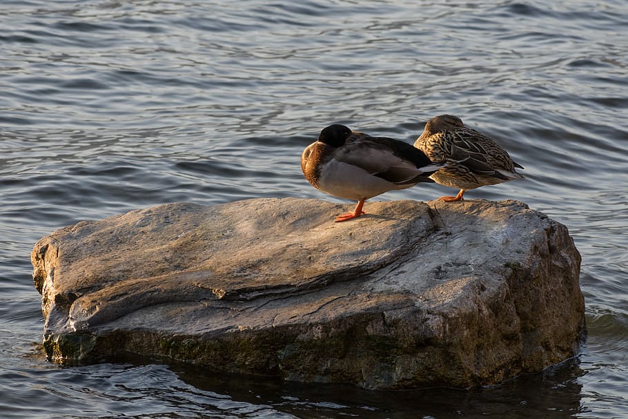 waters, nature, lake, river, ducks, bird, birds, animals, anatidi HD wallpaper