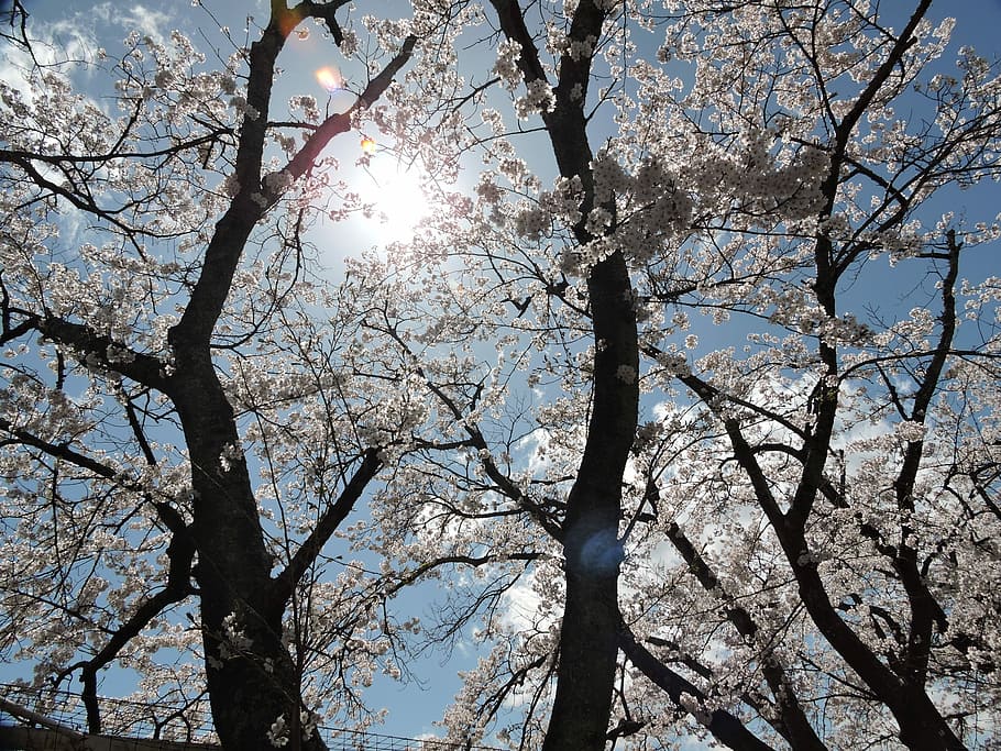 japan, cherry, light, spring, cherry blossom viewing, natural HD wallpaper