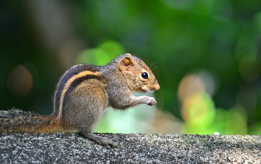 close-up photography of brown squirrel, Animal, Wildlife, Nature