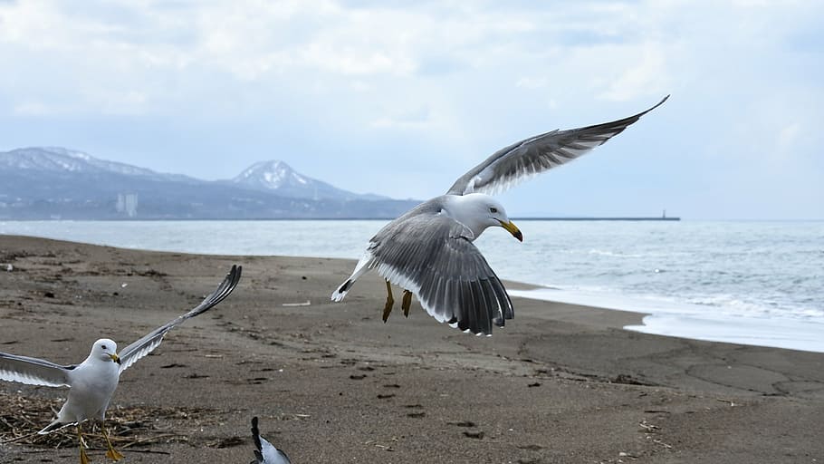 animal, sky, cloud, mountain, sea, beach, sea gull, seagull HD wallpaper