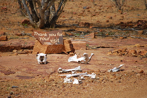 white animal skeleton on brown soil, welcome, good bye, bone HD wallpaper