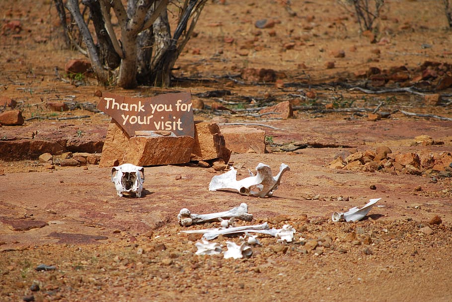 white animal skeleton on brown soil, welcome, good bye, bone HD wallpaper