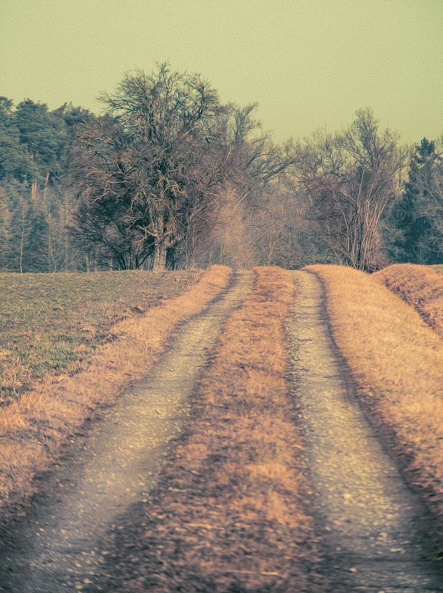 steigerwald, lane, away, path, leisure, nature, hiking, hike HD wallpaper