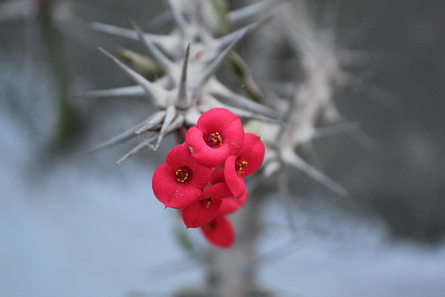 selective focus photography of bloomed red euphorbia milii, euphorbia splendens