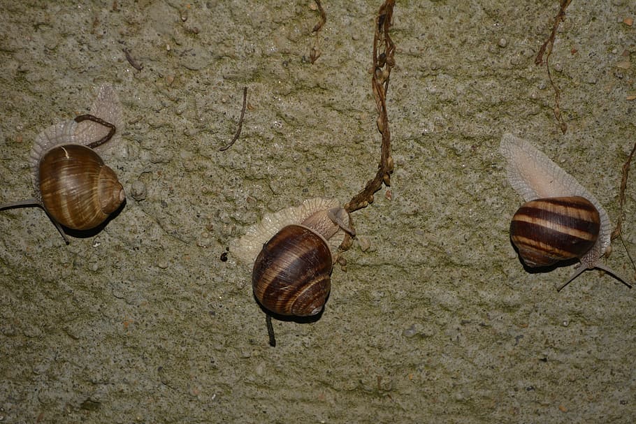 snail, slippery, brown, wall, animal wildlife, shell, gastropod HD wallpaper