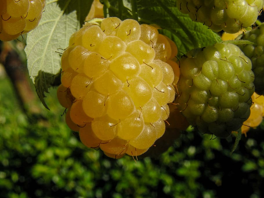 raspberry, yellow, sweet, vitamins, fruits, fruity, nature HD wallpaper