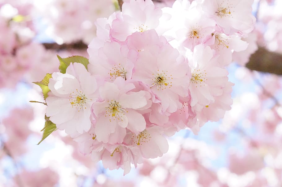 HD wallpaper: japanese cherry trees, ornamental cherry, flower tree ...