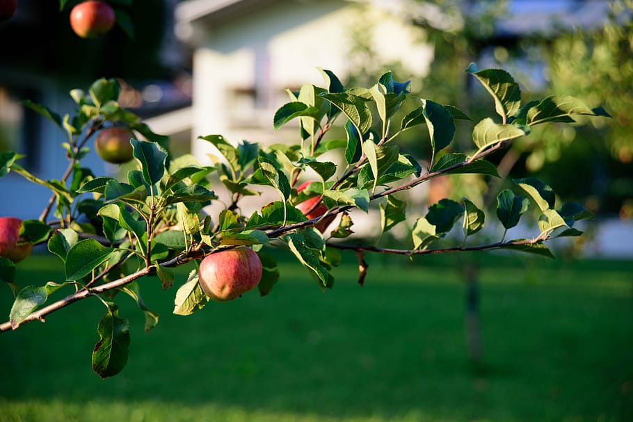 apple, tree, fruit, apple tree, red, healthy, kernobstgewaechs HD wallpaper