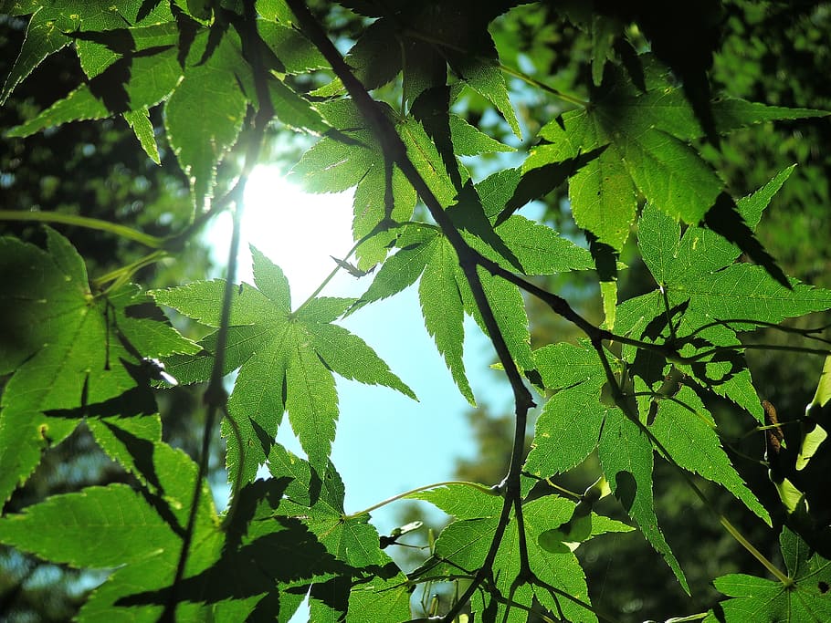 green leaf plant, sunbeams, landscape, forest, japan, natural HD wallpaper