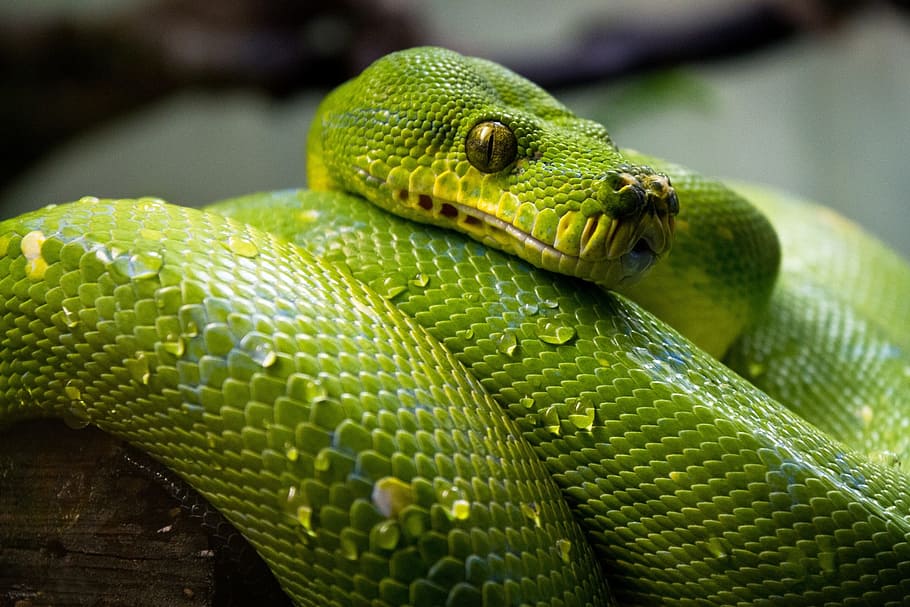 close up photo of green python, green tree python, snake, macro HD wallpaper