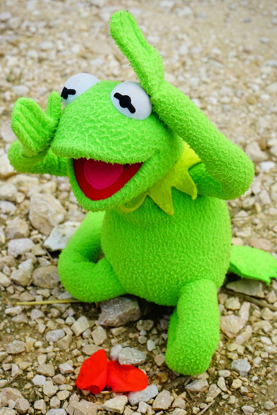 kermit, frog, blossom, bloom, withered, mourning, misfortune HD wallpaper