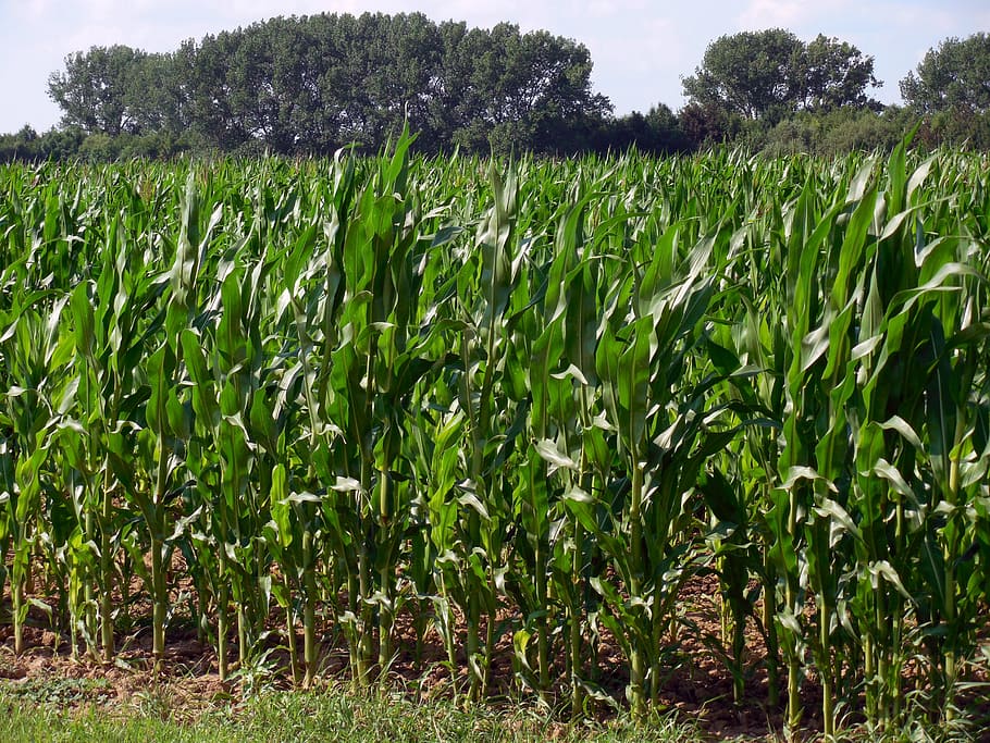 cornfield, agriculture, corn on the cob, harvest, arable, corn plants HD wallpaper