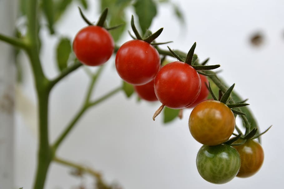 plant, cherry, tomato, red, food, healthy, natural, organic HD wallpaper
