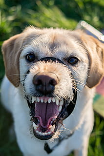 brown dog with leash, labradoodle, labrador, muzzle, haltie HD wallpaper