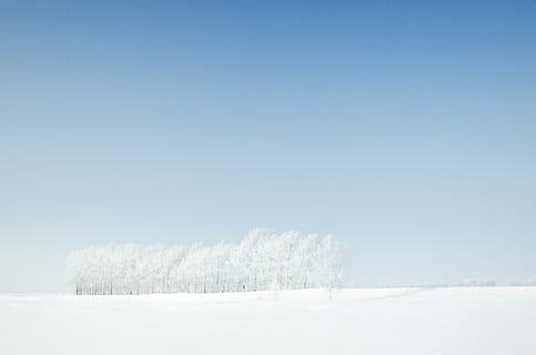 snow-coated field under clear blue sky during daytime, snow covered trees surrounded by snow HD wallpaper