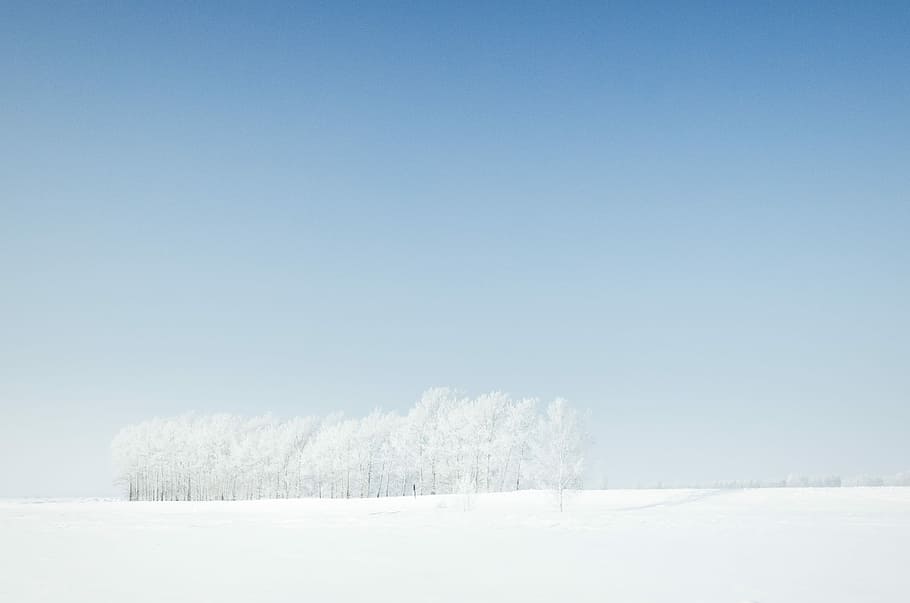 snow-coated field under clear blue sky during daytime, snow covered trees surrounded by snow HD wallpaper