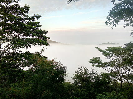 Fog, Mist, Haze, Cloud, Smoke, Vapor, nature, tree, sky, outdoors HD wallpaper