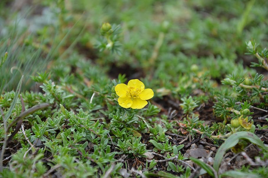 flower, grass, after the rain, plant, flowering plant, freshness HD wallpaper