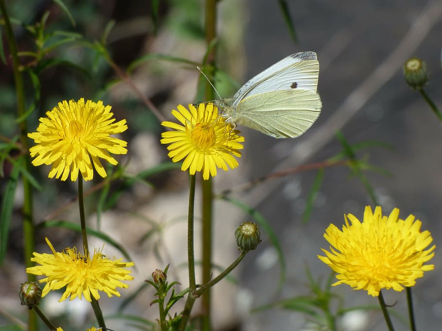 blanqueta cabbage, butterfly, flowers, libar, pieris rapae HD wallpaper