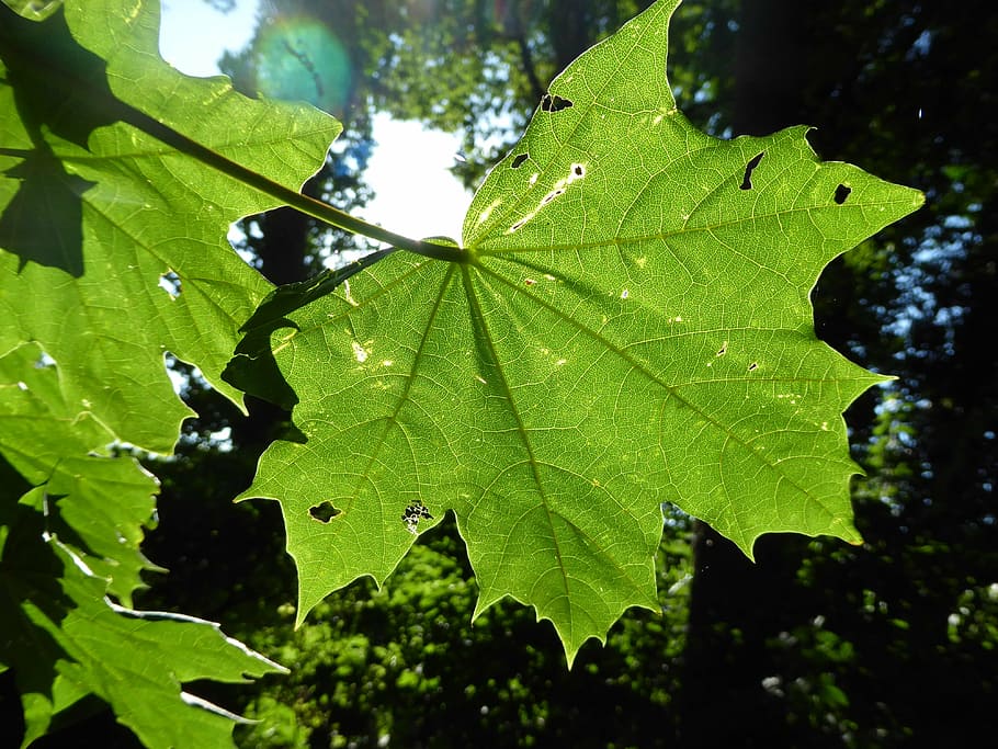 sheet, sunlight, nature, leaf, summer, tree, green Color, plant HD wallpaper