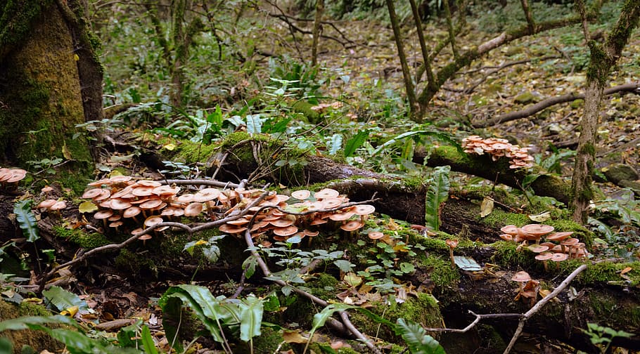 fungus, trunk, tree, forest, leaves, autumn, plant, growth HD wallpaper