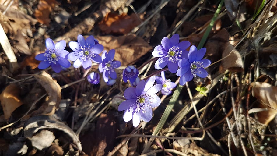 Flower, Forest, Violet, Nature, spring flower, plant, no People HD wallpaper