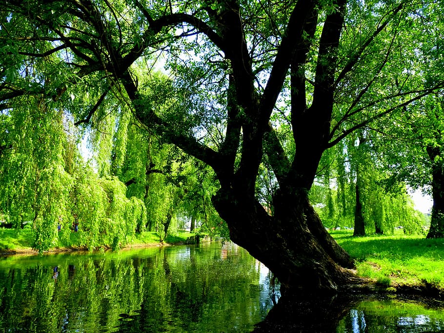 green trees by the river at daytime, willow, nature, poland HD wallpaper