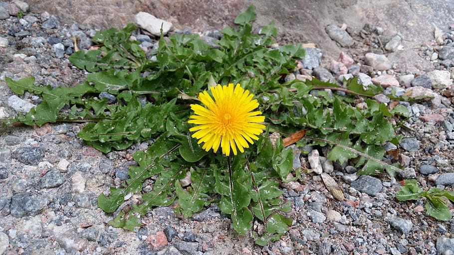 Dandelion, Asphalt, Flower, fragility, plant, flower head, growth HD wallpaper
