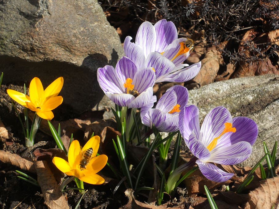 crocus, spring, flower, nature, plant, garden, purple, petal HD wallpaper
