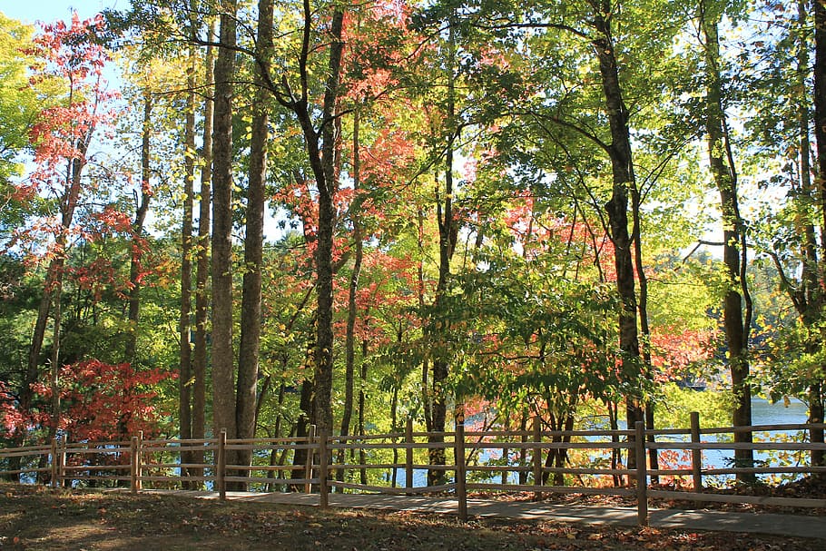 Trees, Fall Color, Foliage, fall trees, september, october HD wallpaper