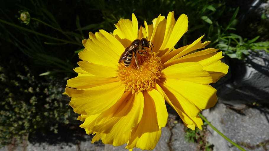 Flower, Yellow, Insect, Macro, Garden, spring, forage, nature HD wallpaper