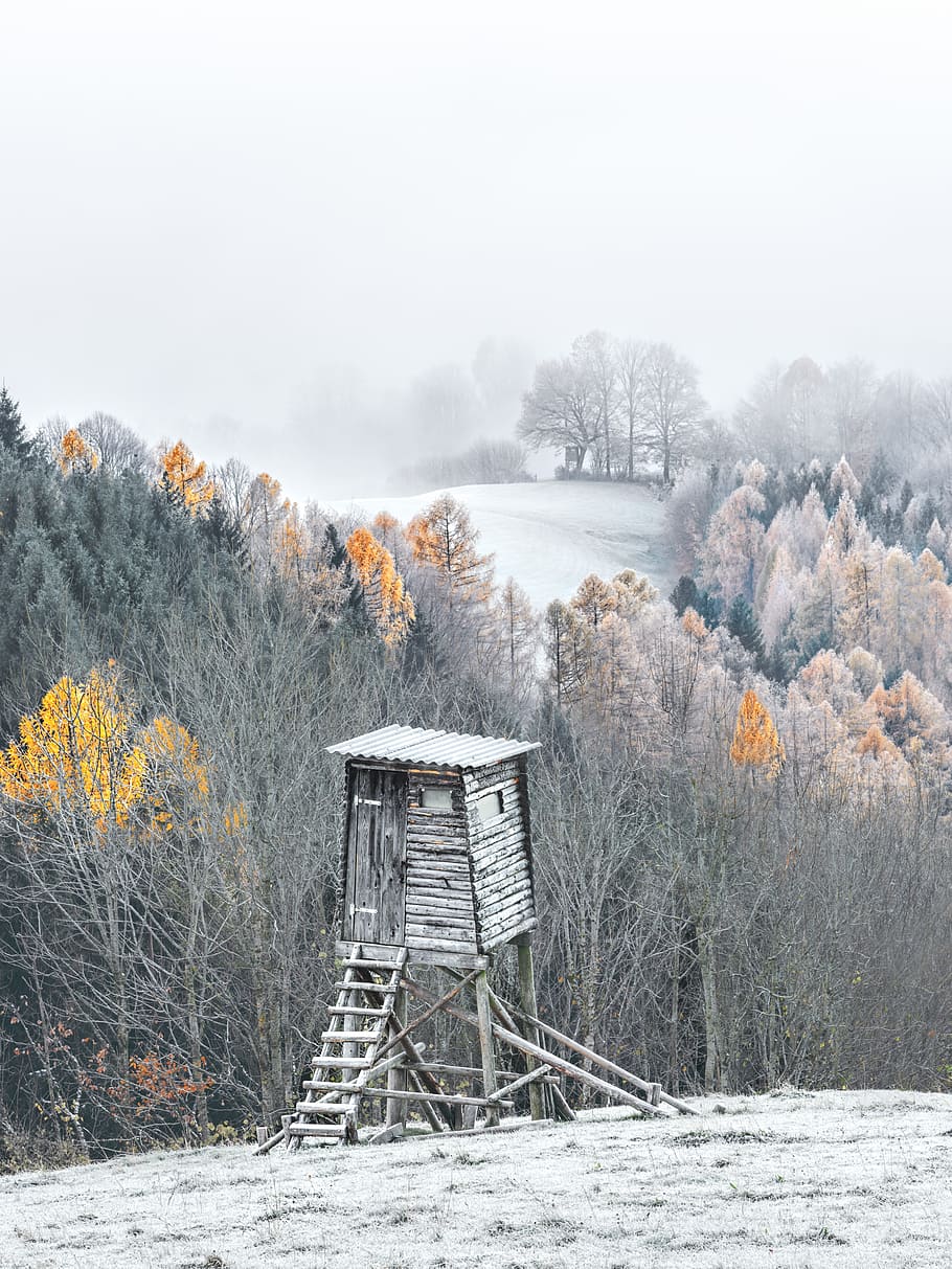 wintry, delight, forest, hoarfrost, cold, hunter was, perch HD wallpaper