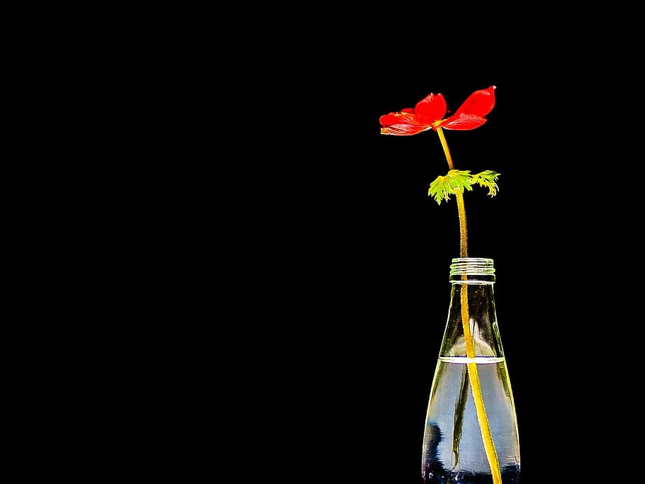 Flower, Bottle, Red, Water, Water, Poppy, black, black background HD wallpaper
