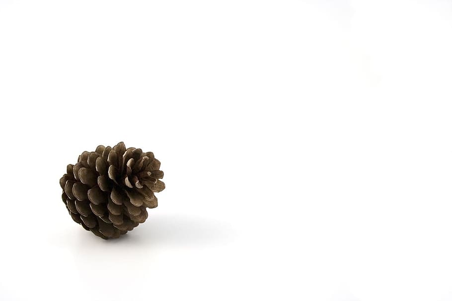 brown pine cone, autumn, background, botanic, christmas, xmas HD wallpaper
