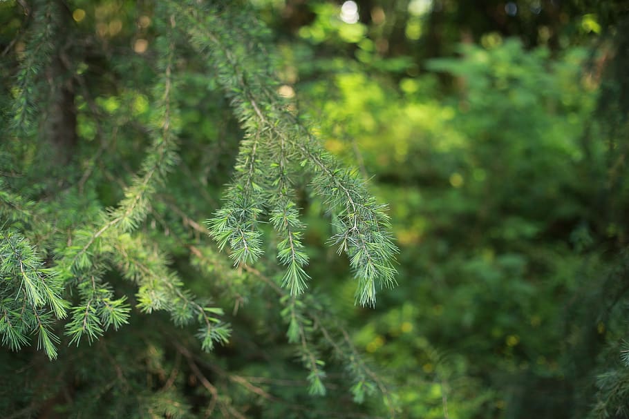 the scenery, pine tree, green, plant, green color, growth, beauty in nature HD wallpaper