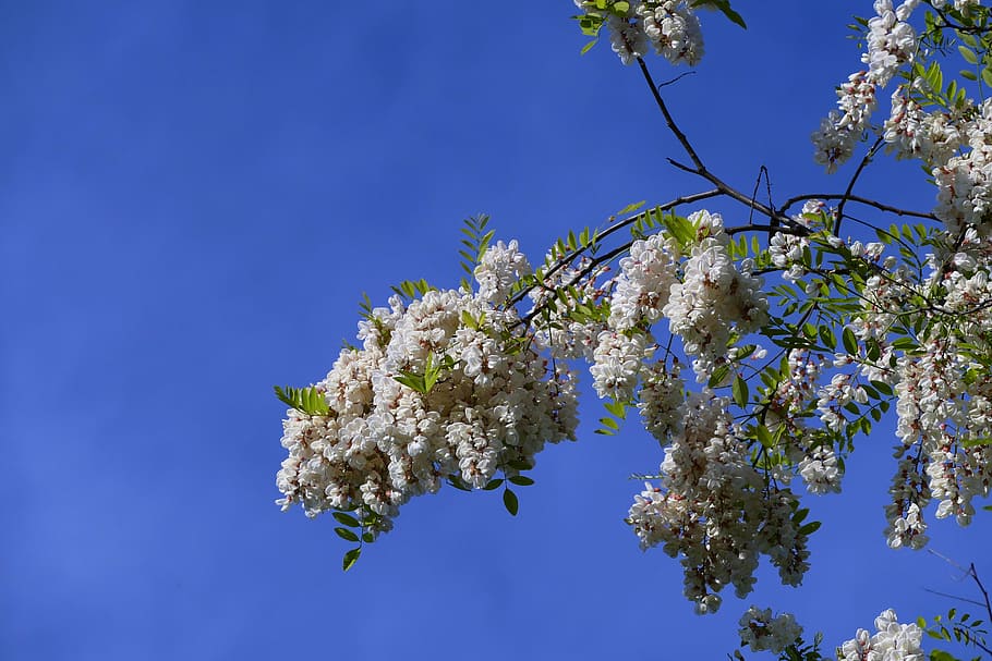 acacia, branch, tree, spring, flowers, a branch, blooming tree HD wallpaper