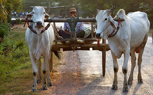 ox, drawn, cart, battambang, cambodia, asia, livestock, domestic animals HD wallpaper