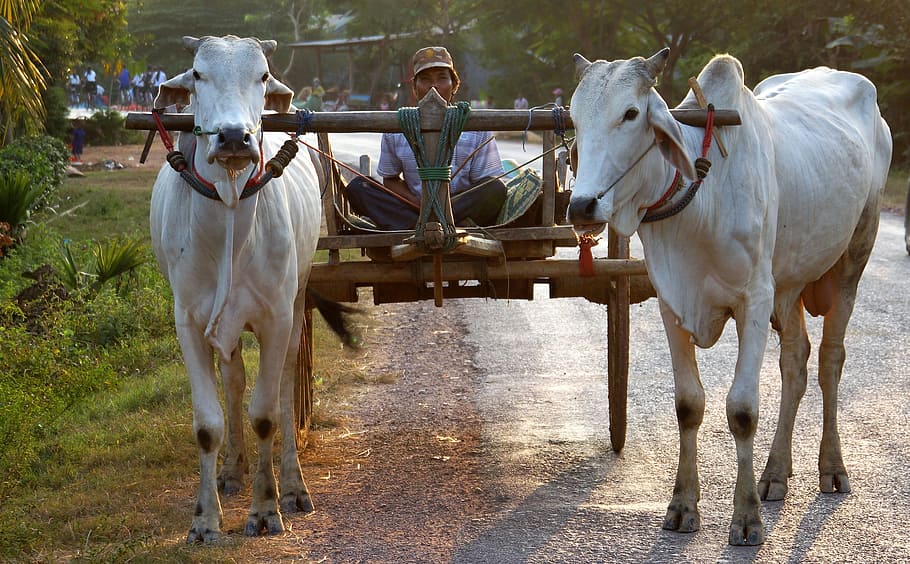 ox, drawn, cart, battambang, cambodia, asia, livestock, domestic animals HD wallpaper